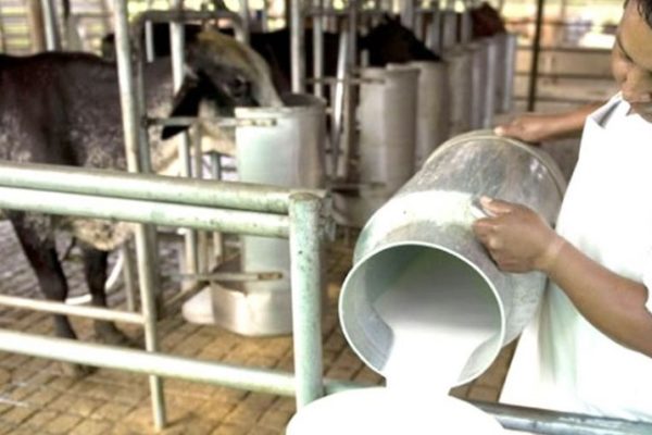 El 88% de la leche que se produce a diario en Venezuela va dirigido a la fabricación de quesos