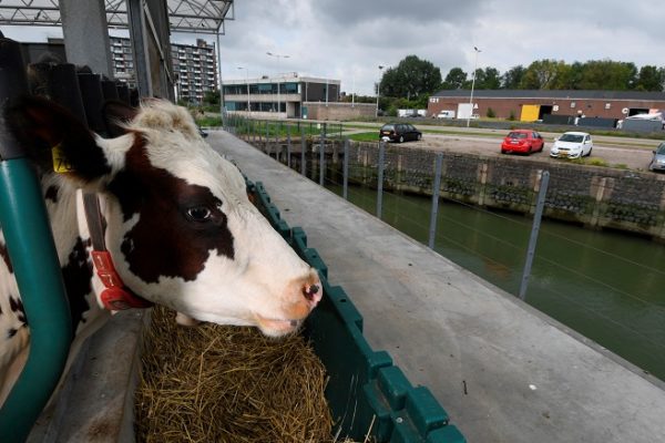 «El futuro de la ganadería»: La granja flotante con la que pretenden mitigar el cambio climático en Países Bajos