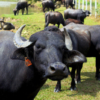 Venezuela se ubica en el primer lugar de América en la cría de búfalos