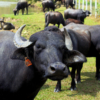 El segundo rebaño de búfalo más grande del país se encuentra en Yaracuy, según Castro Soteldo