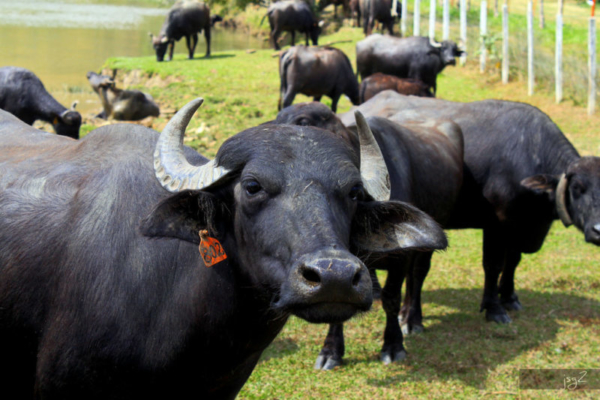 Maduro ordena la creación de un plan para impulsar la exportación de carne de búfalo