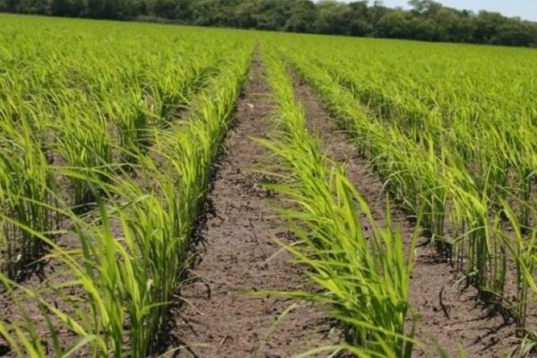 Productores piden aumento dolarizado de 18%: Importaciones inundan mercado con arroz blanco de baja calidad