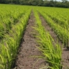 Autoridades venezolanas evalúan técnicas agrícolas para combatir el cambio climático