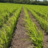Aumento en el precio internacional del arroz afecta a productores nacionales