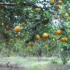 Plantación de cítricos en Yaracuy se está perdiendo por el dragón amarillo