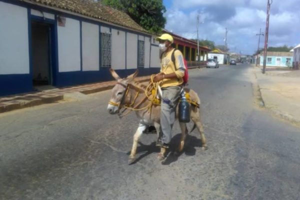 Burros para el transporte, la vuelta a una realidad ancestral en Venezuela