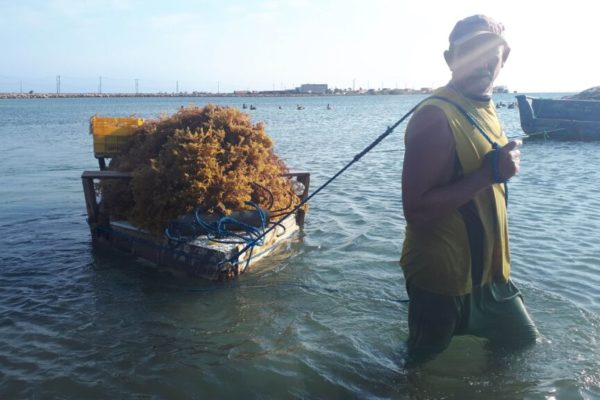 Desde Nueva Esparta se exportan algas marinas a Chile y México