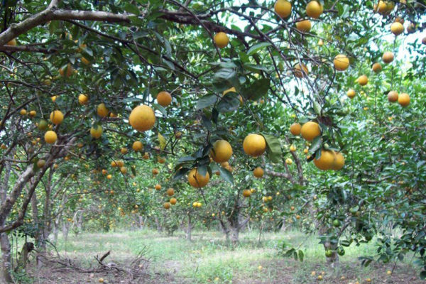 Plantación de cítricos en Yaracuy se está perdiendo por el dragón amarillo