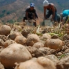 Al borde de la quiebra: La producción de papa ha caído hasta un 90% en algunas zonas