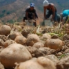 Agricultores venezolanos afectados por la importación de cebollas, papas y frutas