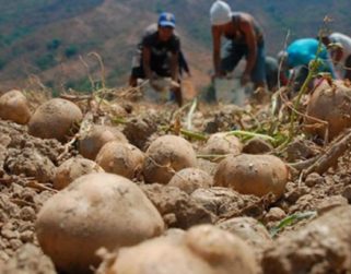 Falta de refrescamiento genético afecta producción de papa en el país