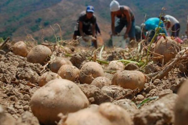 Agricultores venezolanos afectados por la importación de cebollas, papas y frutas