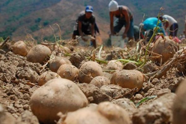 Falta de refrescamiento genético afecta producción de papa en el país