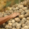#Claves | 10 «nudos críticos» que amarran a una agricultura nacional que ha retrocedido décadas