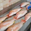 Maduro: La meta es aumentar la producción de pescado a 250 mil toneladas en 2022