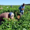 Productores agrícolas de Portuguesa no reciben ningún tipo de crédito de la banca nacional