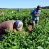 Productores agrícolas de Portuguesa no reciben ningún tipo de crédito de la banca nacional