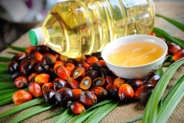 Finagro recomienda invertir en aceite de palma y ganado bovino