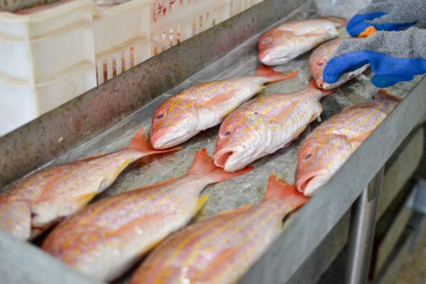 Maduro: La meta es aumentar la producción de pescado a 250 mil toneladas en 2022