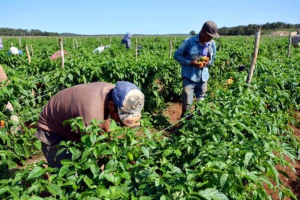 Productores agrícolas de Portuguesa no reciben ningún tipo de crédito de la banca nacional