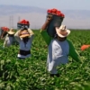 Europa busca aliviar restricciones para cultivos genéticamente modificados