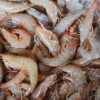 Exportaciones de camarón registran un descenso en el primer semestre de 2022