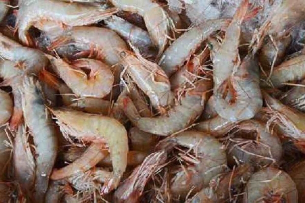 Exportaciones de camarón registran un descenso en el primer semestre de 2022