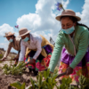 El Gobierno de Perú declara en emergencia el sector agrario
