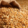Precio de cereales cae desde su máximo tras seis meses de guerra en Ucrania