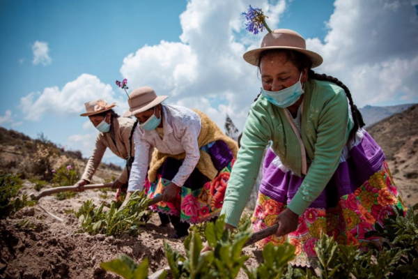 El Gobierno de Perú declara en emergencia el sector agrario