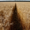Guerra en Ucrania vuelve a impulsar precios de los granos