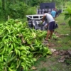 Fuertes lluvias en el Zulia están afectando las cosechas de plátanos y la ganadería