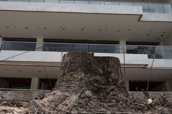 Caracas va camino a convertirse en una ciudad deforestada
