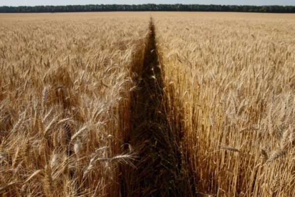 Bajadas notables de precios del cereal tras partida de primer barco ucraniano