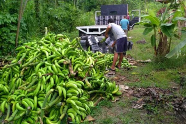 Advierten disminución de oferta de plátanos en los mercados debido a las fuertes lluvias