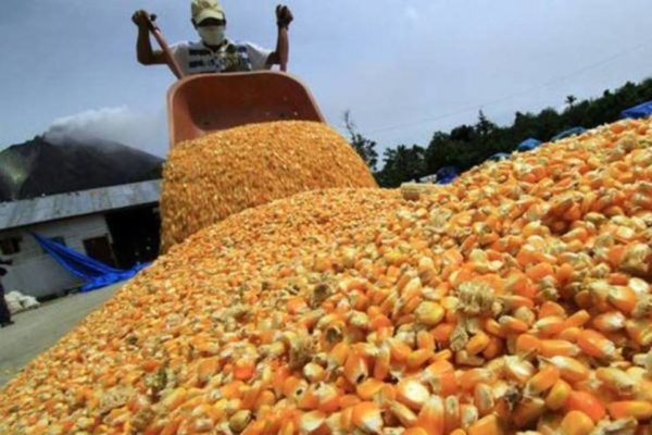 Productores de maíz esperan duplicar el precio de la actual cosecha