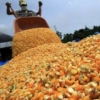 Pequeños y medianos productores de maíz remataron sus cosechas por falta absoluta de créditos