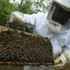 INSAI asignará código de movilización a la miel de abeja