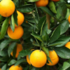 Rubro de naranja casi ha desaparecido en el país