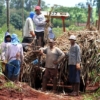 Se estima que producción de caña de azúcar en Venezuela suba 18 % en 2022