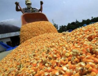 Productores de maíz esperan duplicar el precio de la actual cosecha