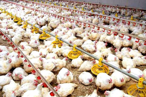 Producción avícola venezolana se ha reducido casi 70% en la última década