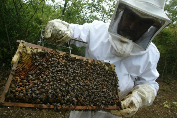 INSAI asignará código de movilización a la miel de abeja