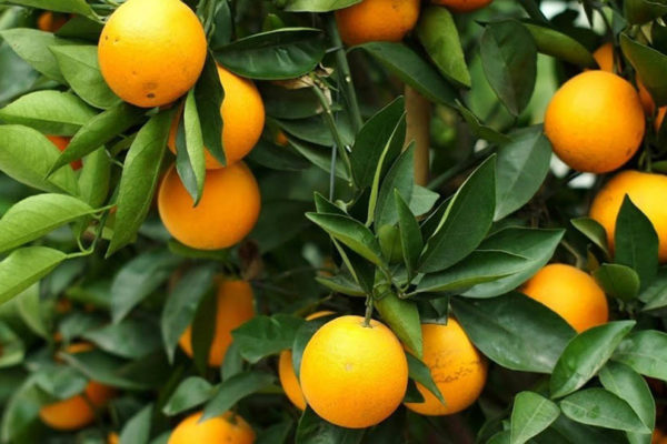 Rubro de naranja casi ha desaparecido en el país