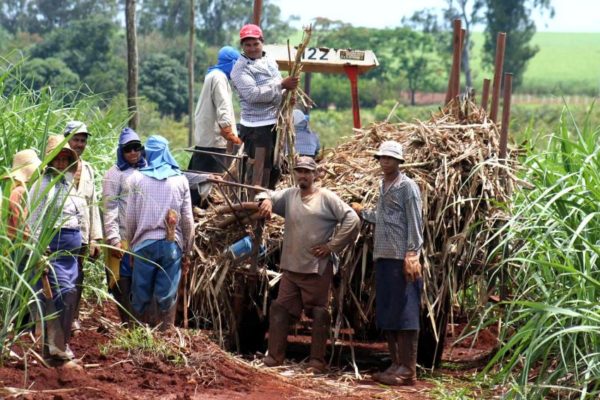 Se estima que producción de caña de azúcar en Venezuela suba 18 % en 2022