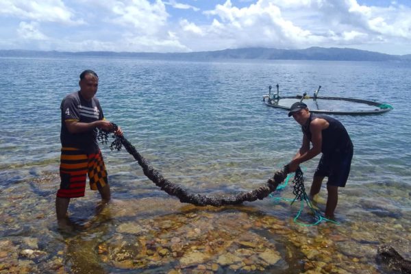 Sector acuícola en Sucre acuerda sembrar 600 kilos de semillas de mejillón marrón