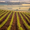 Entregan 147.000 hectáreas de tierras «productivas» a campesinos de Apure
