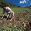 Fiscalía abre investigación contra productores agrícolas que botan alimentos como protesta