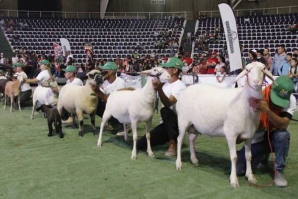 1200 ejemplares son exhibidos en la Feria Ovina y Caprina en Barquisimeto