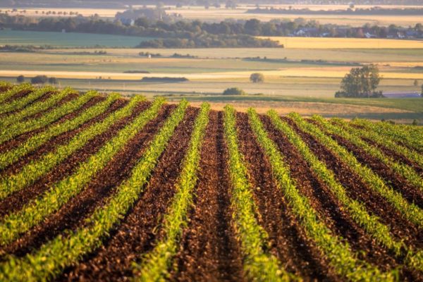 Finagro irrumpe en el mercado de valores con su contrato de futuros con pacto de retrocompra en maíz